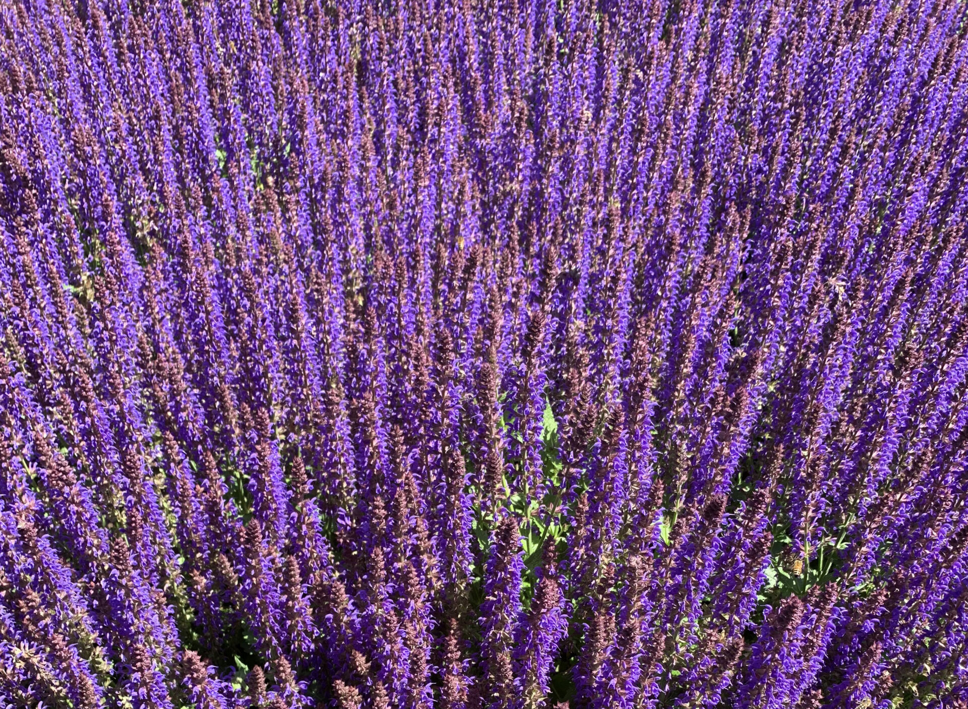 Lavendel. Fint hos Krylbohus.