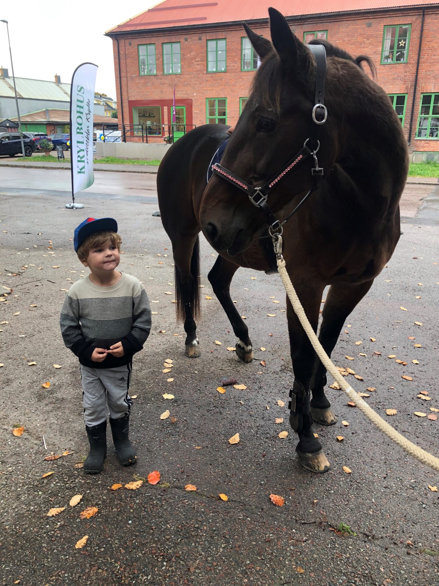 Krylbodagen. Bo bra i Krylbohus. Häst. Ridning.